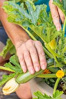 Harvesting courgettes from a container