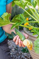 Harvesting courgettes from a container