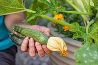 Woman harvesting courgettes from Hugelkultur container