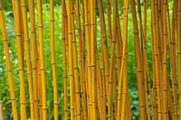 Phyllostachys aureosulcata f. aureocaulis - Yellow Bamboo