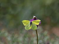 Gonepteryx rhamni - Brimstone butterflies in flight