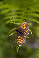 Heath Fritillary butterfly - Melitaea athalia basking on bracken - Pteridium aquilinum 