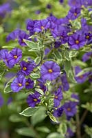 Solanum rantonnetii 'Variegatum' - Blue Potato Bush