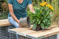Woman planting a Rudbeckia 'Summerina Butterscotch Biscuit' into gabion table top planter. 