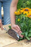 Woman using scoop to add compost to planted Rudbeckia 'Summerina Butterscotch Biscuit'. 