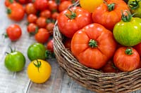 A mixed variety of harvested tomatoes in a wicker basket. 