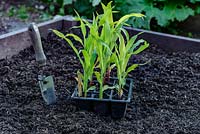 Zea mays - Young Sweetcorn plants grown in plug trays and ready for planting out in a raised bed