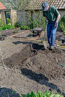 Preparing a bed to plant Asparagus crowns by digging a trench and adding home made organic compost