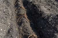 Asparagus crowns spaced out for planting on the ridge in a prepared trench