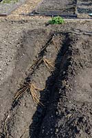 Asparagus crowns spaced out for planting on the ridge in a prepared trench 