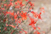 Epilobium canum - California Fuchsia