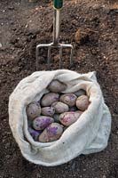 Solanum tuberosum - Freshly dug shetland black potatoes