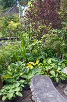 Woodland, shady border with Hosta varieties and Acer - Japanese maple. 