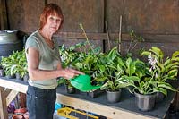 Lorraine Dingwall watering Hostas in the shade shed. 