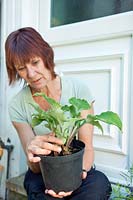 Woman holding a potted Hosta 'Marilyn Monroe'.