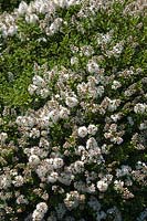 Hebe 'Ros' with abundant white blossom