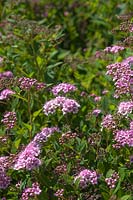 Spiraea japonica - Japanese Spirea with pink inflorescence.