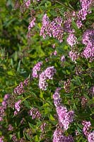 Spiraea japonica  - Japanese Spirea with pink inflorescence 