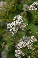 Spirea decumbens with white flower clusters 