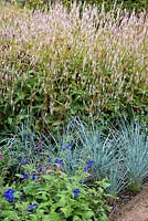 Persicaria amplexicaulis 'Alba' with blue grass Elymus magellanicus and Salvia patens 