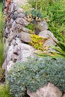 A dry stone wall colonised by sedums and other alpines. 