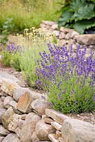 Lavenders and other Mediterranean plants enjoying good drainage atop a stone wall at a private garden. 