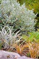 Foliage planting of Carex distans, silvery Astelia nervosa and Salix helvetica. 