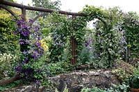 Garden divider of arches with Clematis viticella 'Polish Spirit' and Clematis 'Arabella', on top of stone wall