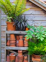 Potting shed with outdoor shelves with stacked upturned terracotta pots, potted Fern and other perennials nearby