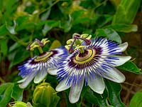 Passiflora caerulea 'Blue Passion' - Passion flower 