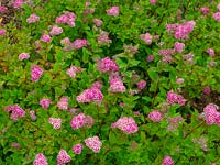 Spiraea japonica 'Lilly' - Japanese spirea 'Lilly' 