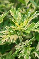Artemisia - Mugwort 