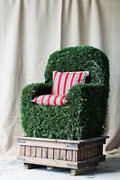 Ligustrum delavayanum chair shaped topiary