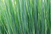 Panicum virgatum 'Northwind' - Switch grass 'Northwind'