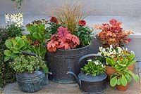 Vintage copper and terracotta pots filled with perennial wallflowers, Polyanthus, Heucheras, Violas and orange sedge. Old copper kettles with variegated stonecrop and bellis daisy.