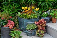 Vintage copper pot filled with perennial wallflower, Erysimum 'Yellow Erysistable', Polyanthus, Ivy, Carex testacea and Tulipa 'Monte Carlo'. Kettle with variegated stonecrop, behind Heuchera 'Marmalade'.