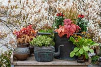 Set against a backdrop of Amelanchier blossom, vintage copper pots planted with perennial wallflowers, Polyanthus, orange sedge, Sedum and copper Heucheras.