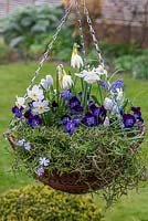 A hanging basket planted in a blue and white colour theme with Narcissus 'Thalia' and 'Segovia', moss Phlox, Scilla siberica, Muscari armeniacum and 'White Magic', and Viola 'Denim'.