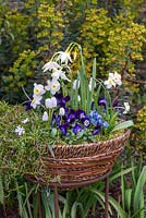 A hanging basket planted in a blue and white colour theme with Narcissus 'Thalia' and 'Segovia', moss phlox, Scilla siberica, Muscari armeniacum and 'White Magic', and Viola 'Denim'.