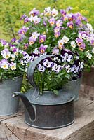 Viola 'Mickey' planted in vintage copper kettle 