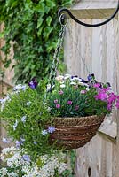 Spring hanging basket planted with tumbling Phlox subulata 'Emerald Cushion Blue', pink Phlox subulata 'McDaniel's Cushion', Dianthus 'Pink Kisses', Bellis perennis, and Viola 'Denim'