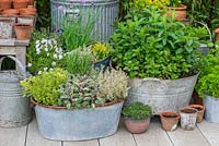 Herb garden in the corner of a small deck with an oval planter of Oregano 'Country Cream', English lavender, central Rosemary, and 'Silver Queen' Thyme. Old washtub planted with 5 varieties of mint.