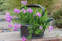 Phlox subulata 'McDaniel's Cushion' in vintage copper kettle container, June