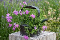 Vintage copper kettle planted with Phlox subulata 'McDaniel's Cushion', June