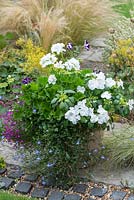 Large terracotta pot planted with Geraniums and busy-lizzies, striped Petunias and Lobelia 