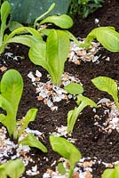 Egg shells around each young lettuce providing a natural way of keeping slugs and snails away