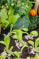 Egg shells around each young lettuce providing a natural way of keeping slugs and snails away
