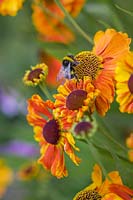 Helenium 'Moerheim Beauty' - Helen's Flower - with Bumble Bee