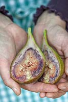 Gardener holding open a split Ficus carica - Fig - fruit