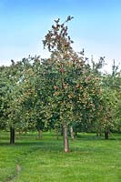 Malus domestica 'Dabinett' Apple tree with fruit in a cider orchard
